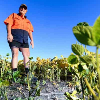 Fire ants: the war Australia can't afford to lose