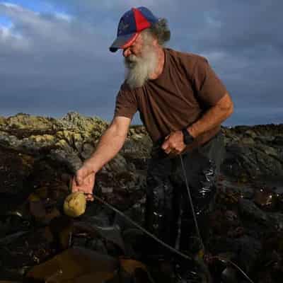 Unique kelp puts King Island on world map