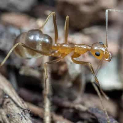 New yellow crazy ant infestation detected in north Qld