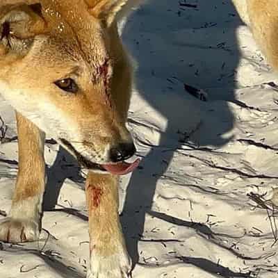 Dingo warning after boy dragged under water on K'gari