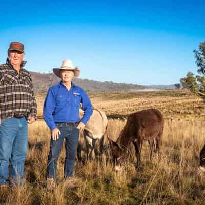 Guard donkeys protect sheep from wild dog attacks