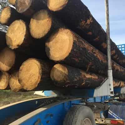 Forestry operator fails to monitor logging compliance