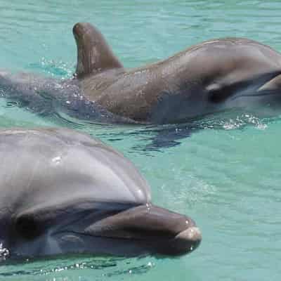 Pleas in a pod: dolphins teach each other how to beg