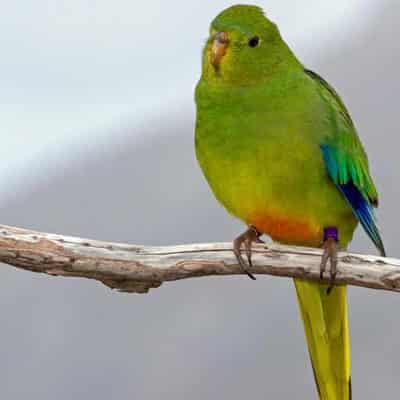 Tiny radio transmitters help experts track parrots