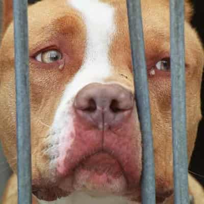 Qld plans to ban five dangerous dog breeds