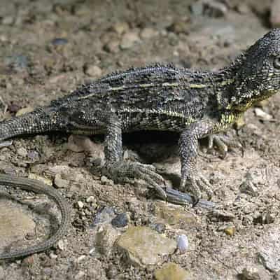 Lizard location under guard to save rare species