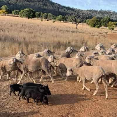 Farmers call for drastic action over feral pig 'crisis'