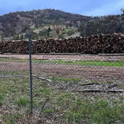 VicForests loses appeal against logging bans