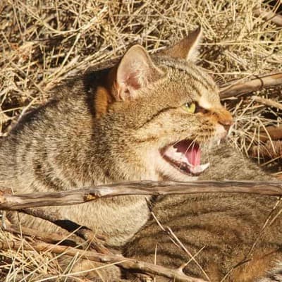 Poison-spraying sensor technology to combat feral cats