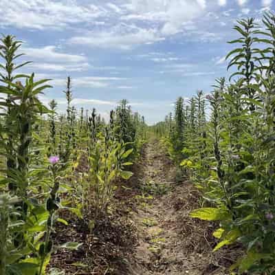 Aussie farmers sow seeds for stroll down sesame street