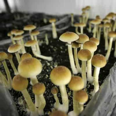 World-first psychedelic treatment plan launches