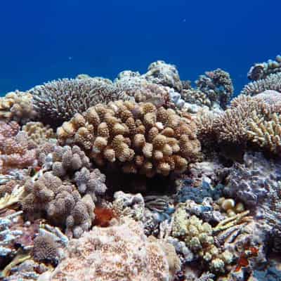 Research to hedge bets on coral climate survival