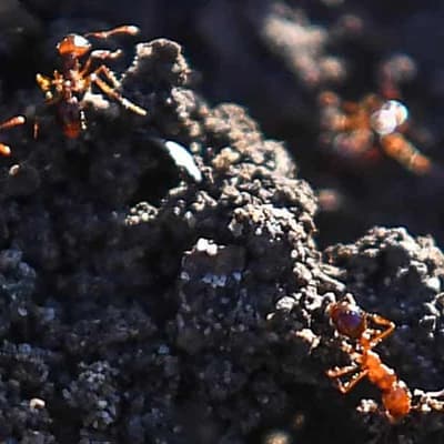 Auditor tells Qld to get its biosecurity act together