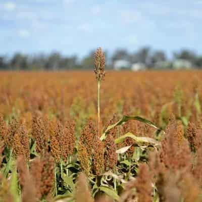 Aussie farmers 'lead world' in sustainable agriculture