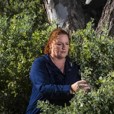 Pass the saltbush: Farmers go native ahead of El Nino