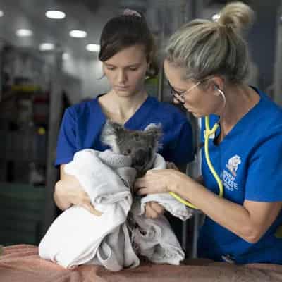 Wildlife hospital staff devastated as funding scrapped