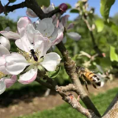 Apples, bees, mites and the pollination gauntlet