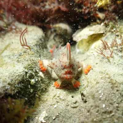 The battle to save Australia's ultra rare grumpy fish