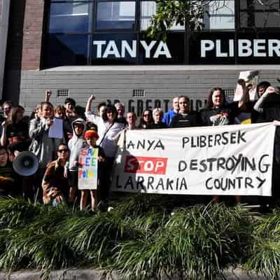 Protest calls on Plibersek to save 400-year-old trees