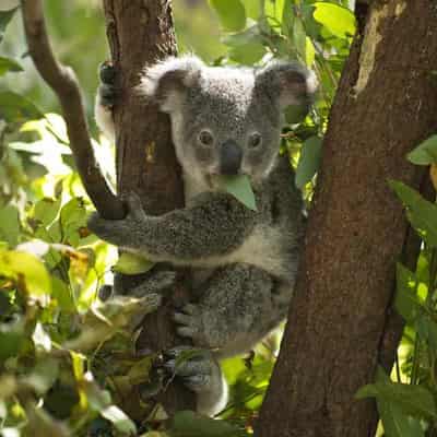 Development offsets insufficient to re-home koalas