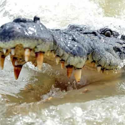 Two-metre crocodile attacks man at popular waterhole