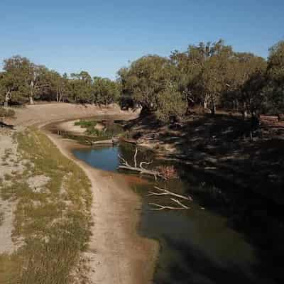 Drain on Murray-Darling Basin risks 140 species: report