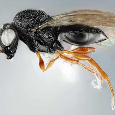 Scientists searching for tiny 'superhero' samurai wasp