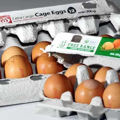 Slow boil for caged eggs ban as cracks show in timeline