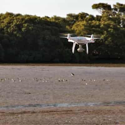 Drones a threat to critically endangered Aussie bird