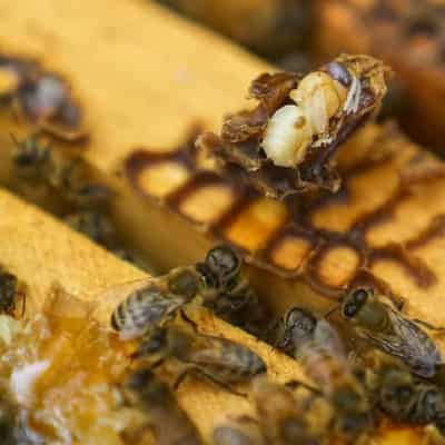 Bee-killing varroa mite spreads further inland