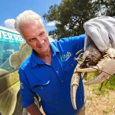 Murray crays and fish head home after flood rescues