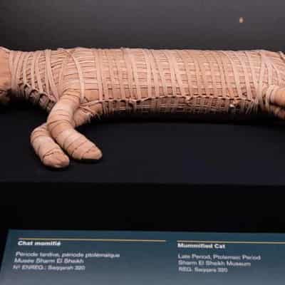 Ramses blockbuster to showcase mummified lion cub, cats