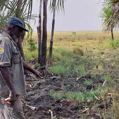 Change in carbon calculations could help manage buffalo