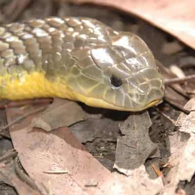 Sick, skinny snakes loaded with forever chemicals