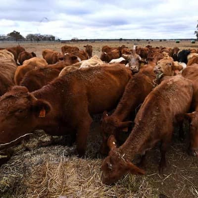 Detectives charge man over alleged cattle export fraud