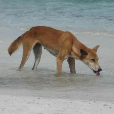 K’gari dingo attack points to trend in behaviour change