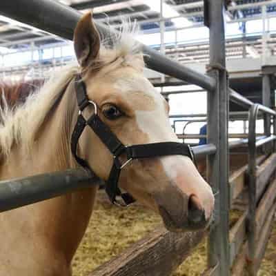 Toll from spate of mysterious horse deaths rises to 13