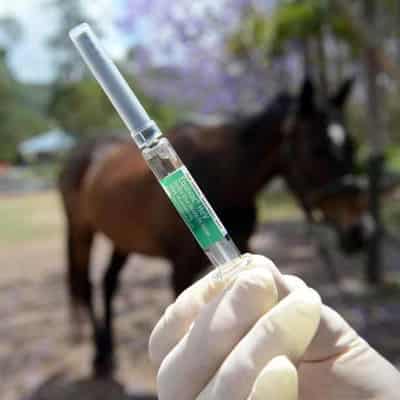 People examined after NSW horse dies of Hendra virus