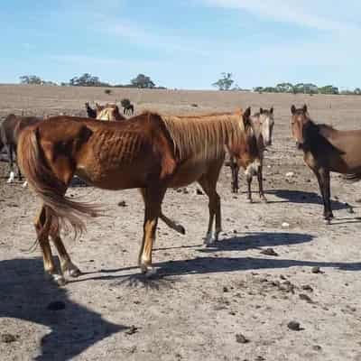 Woman who starved horses dealt lifetime ban