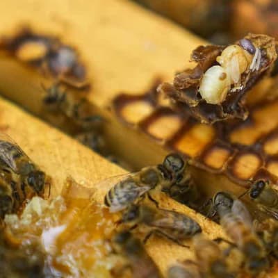 More money in the pot to fight bee-killing parasite