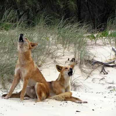 Euthanised dingo underscores 'people problem' on K'gari