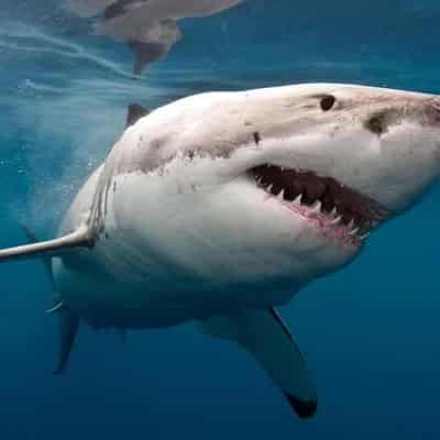 Beaches closed after suspected great white shark attack