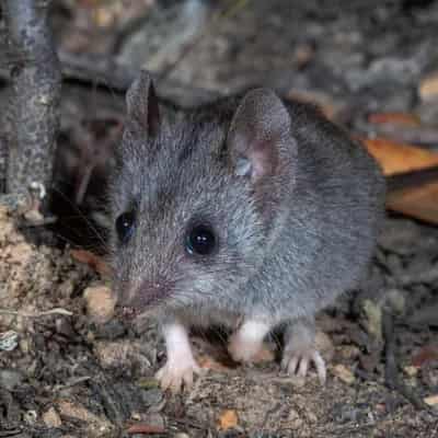 Humble iron sheets a lifesaver for endangered dunnarts