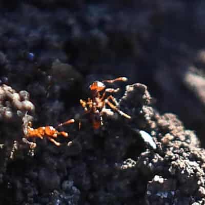 Tactical switch in battle to eradicate fire ant menace