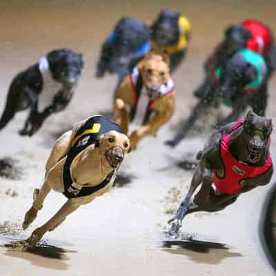 Cruel video prompts greyhound racing inquiry