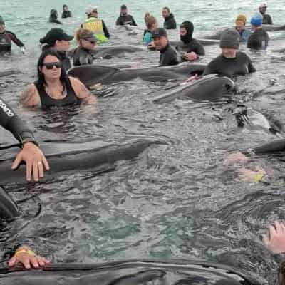 Scientists hope to learn from tragic whale stranding