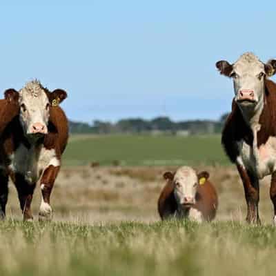 Australian cattle tested to prove no 'disease risk'