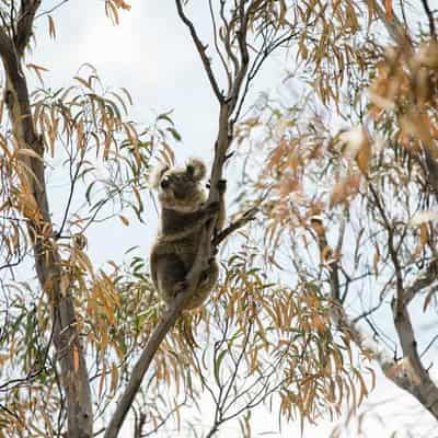 Court asked to halt logging in fire-hit koala habitat