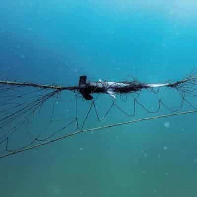 NSW nets trap few sharks but lots of threatened species