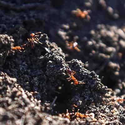 Minister pledges to take the sting out of fire ants